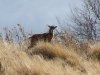 femelle-du-mouflon