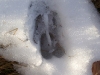 rando-traces-de-mouflon