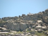 Trekking-pyrenees-valier-isards