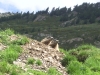 trekking-pyrenees-retrouvance-vicdessos-marmottes