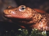 Calotriton-asper-voyage-cnrs