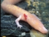 Proteus-anguinus-voyage-cnrs