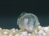 oeuf-Proteus-anguinus-voyage-cnrs